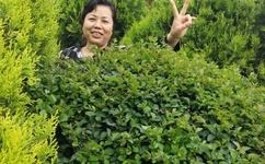 天使怪盗国语版